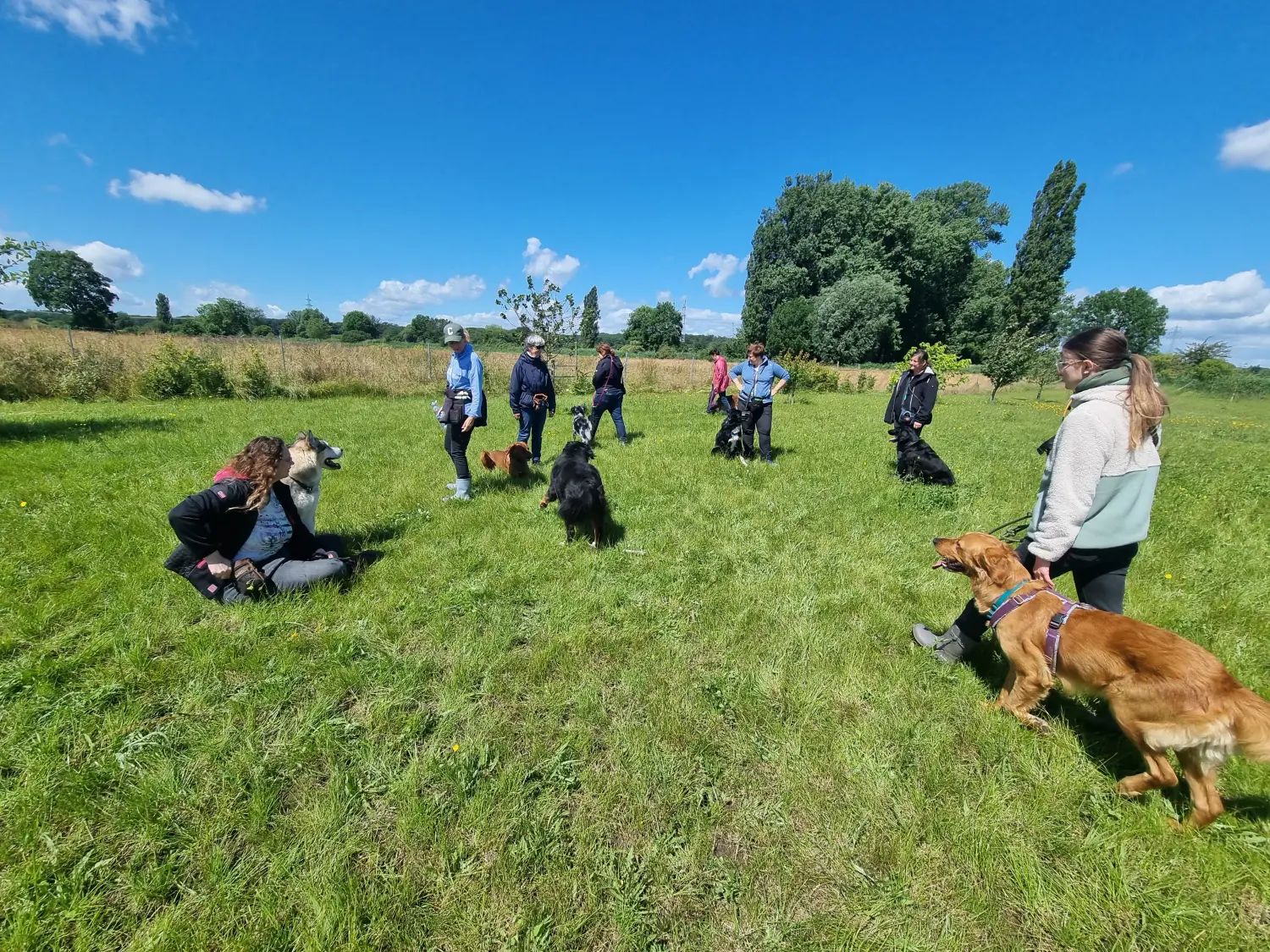 Hund Gruppentraining von DogBro